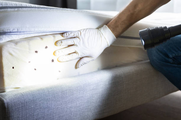 Best Affordable Pest Control Services  in Bedford, IA